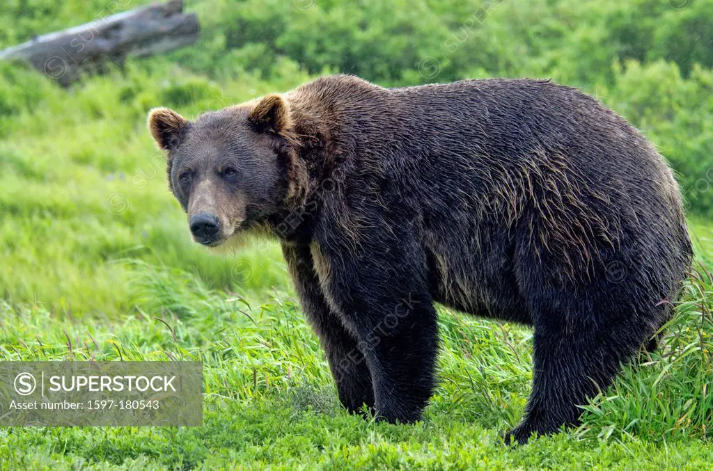 brown bear, ursus arctos, Alaska, wildlife, conservation center, bear, animal, USA