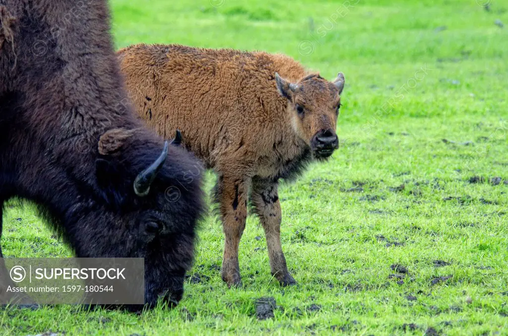 wood buffalo, buffalo, babies, bison bison, athabascae, Alaska, wildlife, conservation center, animal, USA