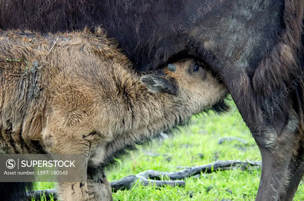 wood buffalo, buffalo, babies, bison bison, athabascae, Alaska, wildlife, conservation center, animal, USA