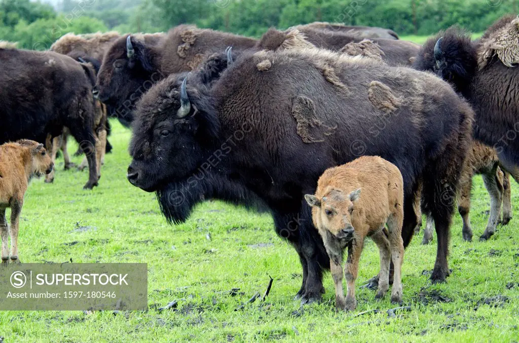 wood buffalo, buffalo, babies, bison bison, athabascae, Alaska, wildlife, conservation center, animal, USA, herd
