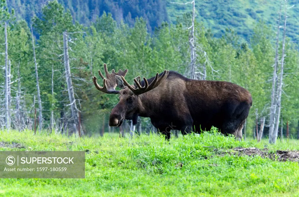 moose, alces alces, animal, Alaska, wildlife, conservation center, USA,