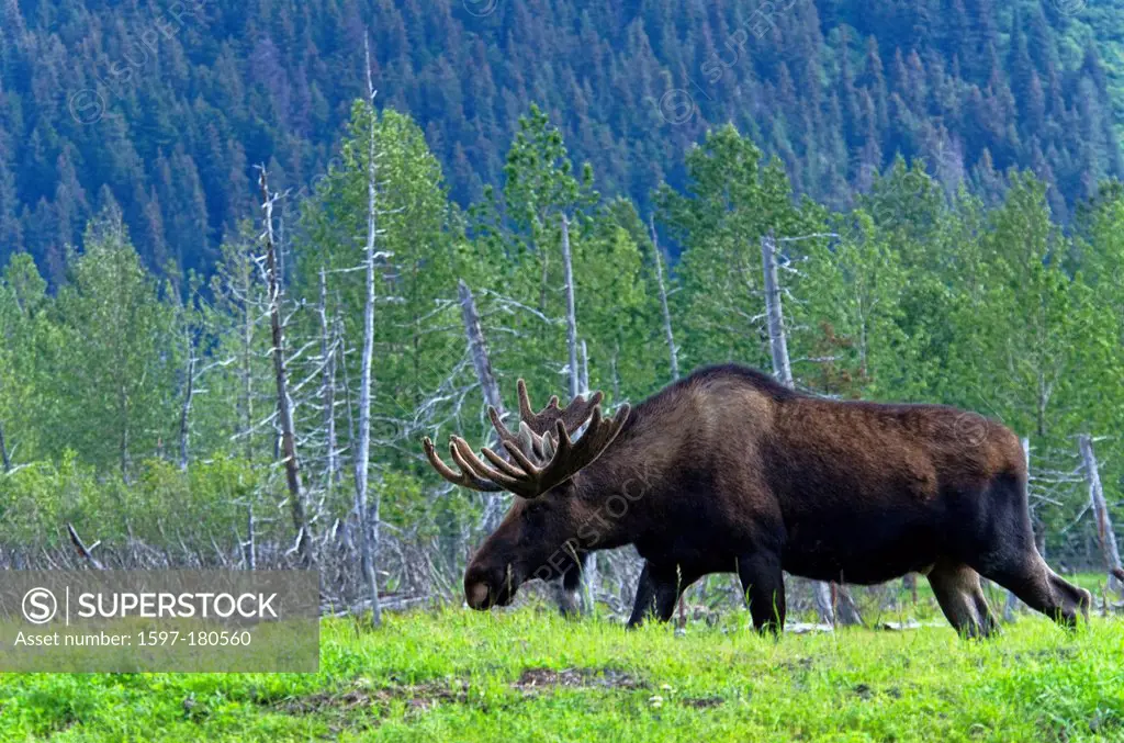 moose, alces alces, animal, Alaska, wildlife, conservation center, USA,