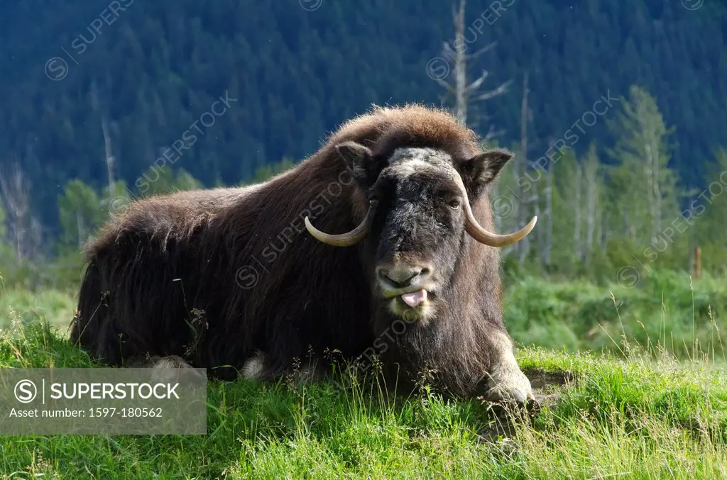 musk ox, ovibos moschatos, animal, Alaska, wildlife, conservation center, USA,