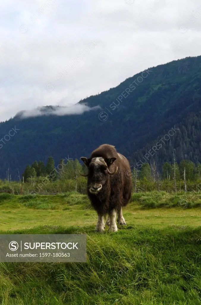 musk ox, ovibos moschatos, animal, Alaska, wildlife, conservation center, USA,