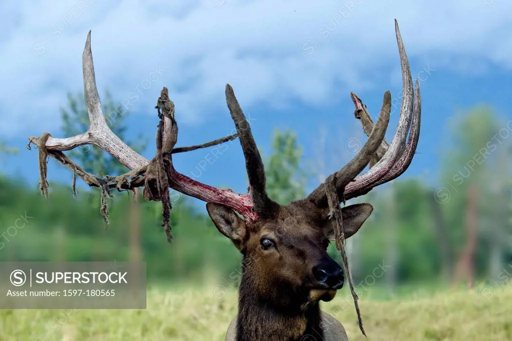 elk, cervus elaphus, animal, Alaska, wildlife, conservation center, USA,