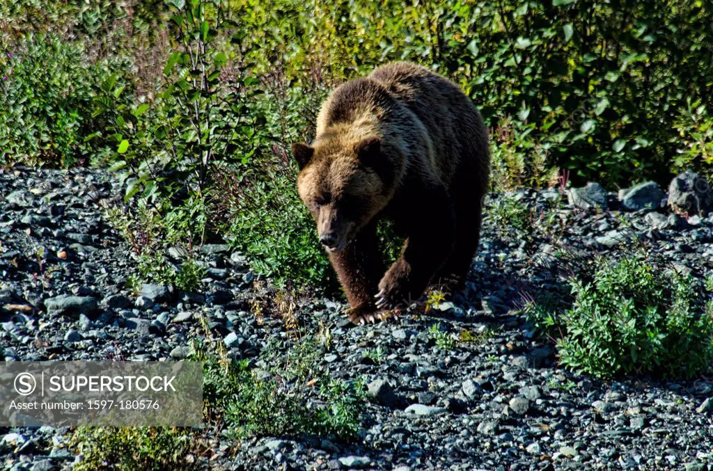grizzly bear, kluane, Yukon, Canada, bear, animal, ursus arctos,