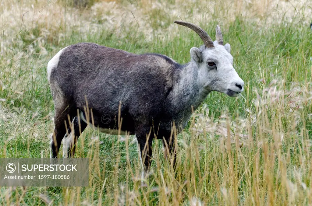 stone sheep, ovis dalli stonei, Yukon, wildlife preserve, Canada, sheep, animal