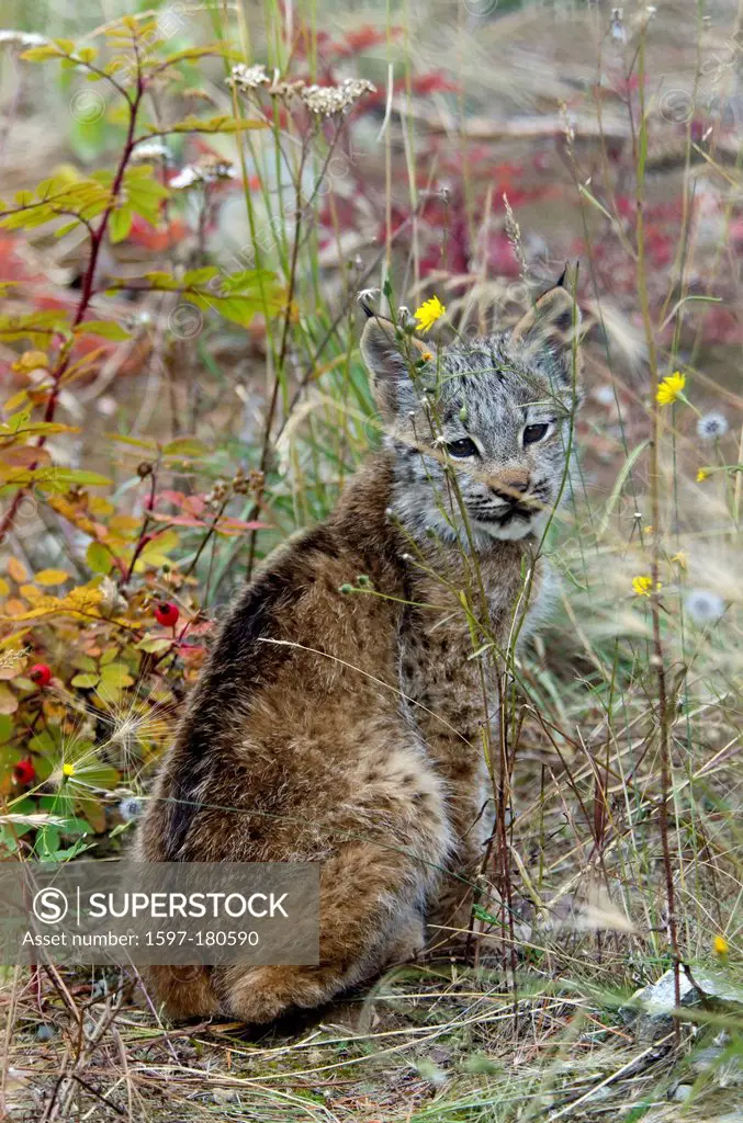 baby, Canada lynx, lynx canadensis, Yukon, Canada, lynx, cat, animal