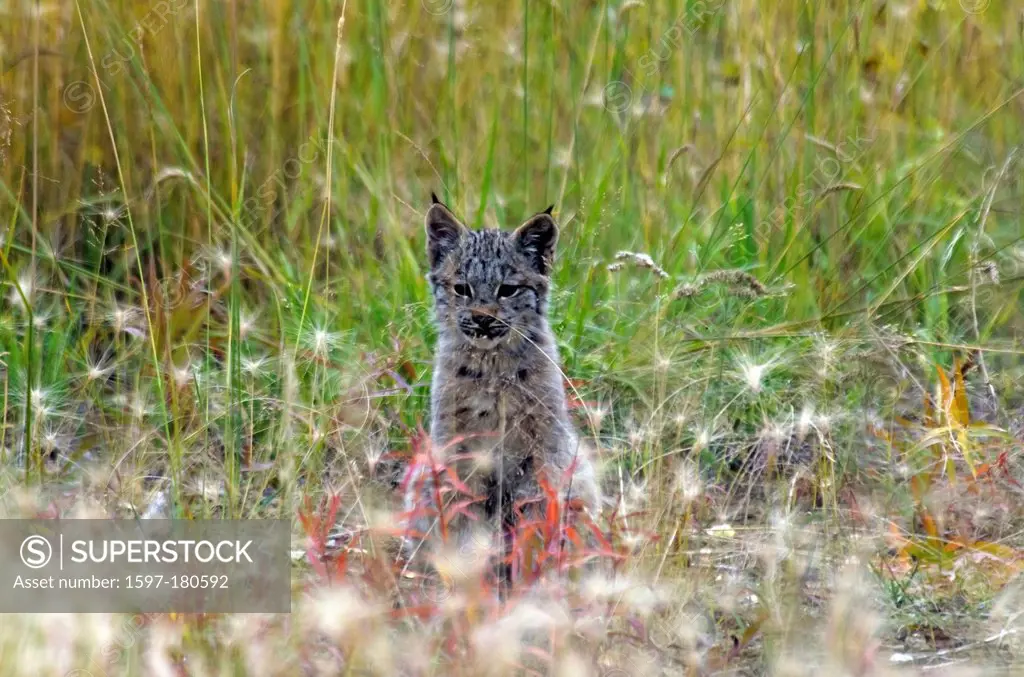 baby, Canada lynx, lynx canadensis, Yukon, Canada, lynx, cat, animal