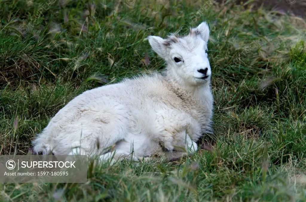 dall sheep, ovis dalli, Yukon, wildlife preserve, Canada, sheep, animal