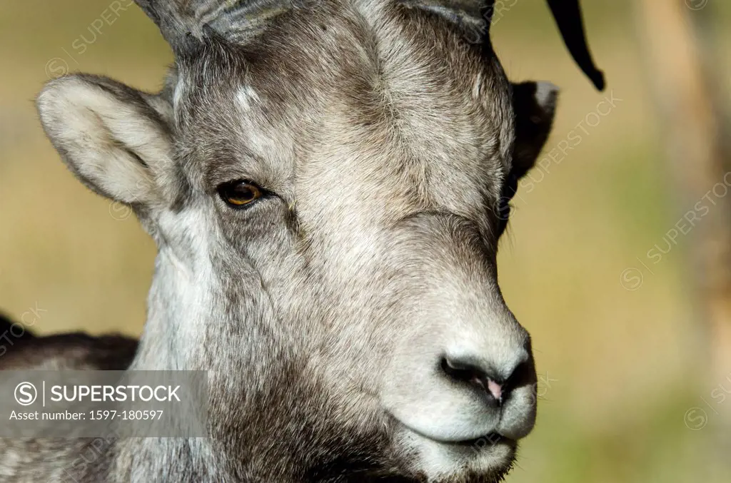 stone sheep, ovis dalli stonei, Yukon, wildlife preserve, Canada, sheep, animal