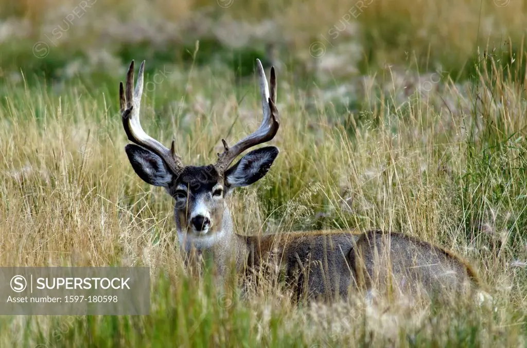 mule deer, odocoileus hemionus, Yukon, wildlife, preserve, Canada, deer, animal
