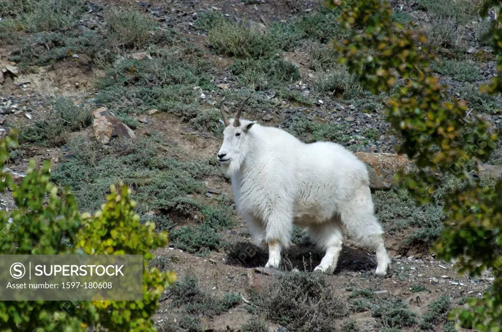 mountain goats, oreamnos americanus, Yukon, Canada, goats, animal