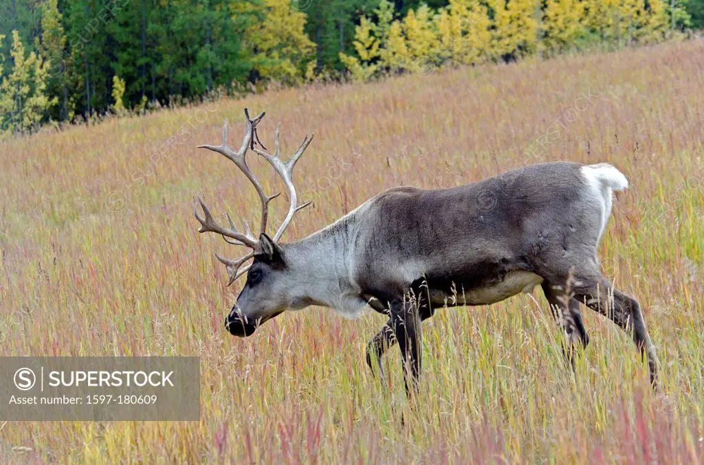 woodland caribou, rangifer tarandus caribou, Yukon, animal, Canada