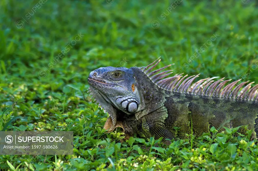 green iguana, iguana iguana, Florida, USA, iguana, animal