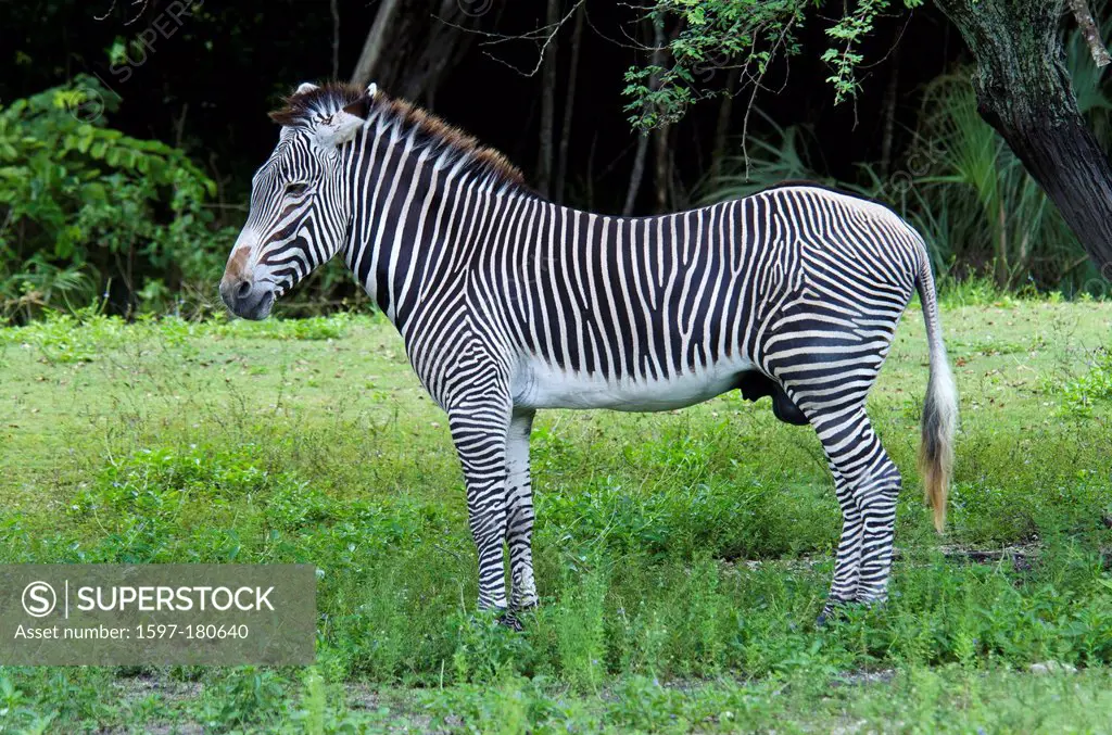 grevy's zebra, equus grevyi, zebra, animal