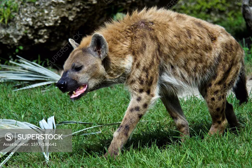 spotted hyena, crocuta crocuta, hyena, animal