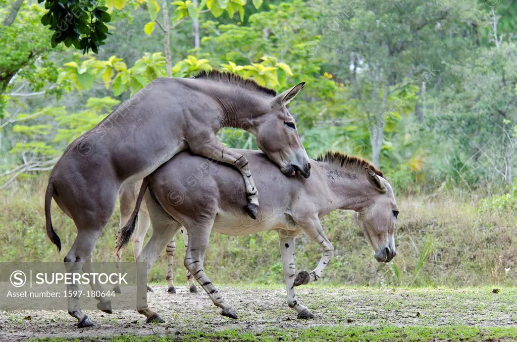 somali wild ass, equus africanus somaliensis, donkey, animal