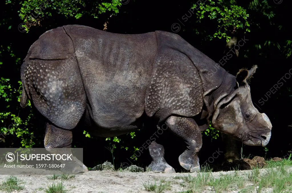 one, horned rhino, rhinoceros unicornis,