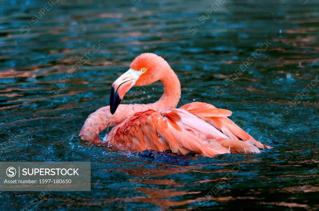 caribbean flamingo, phoenicopterus ruber, flamingo, bird, pink