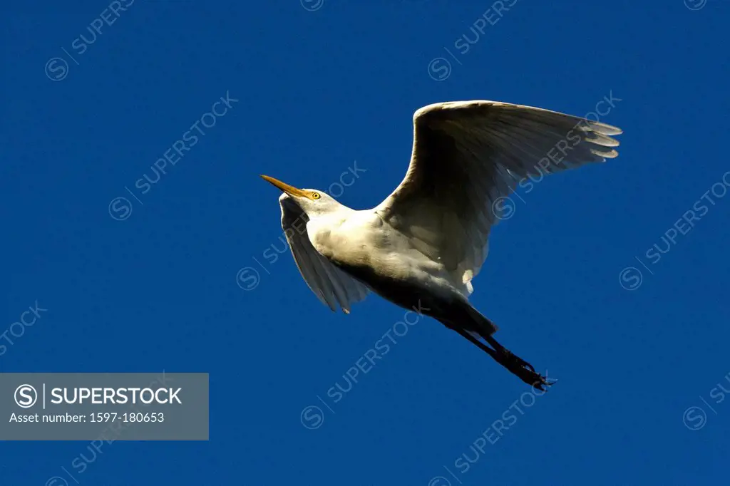 cattle egret, bubulcus ibis, egret, bird, flying