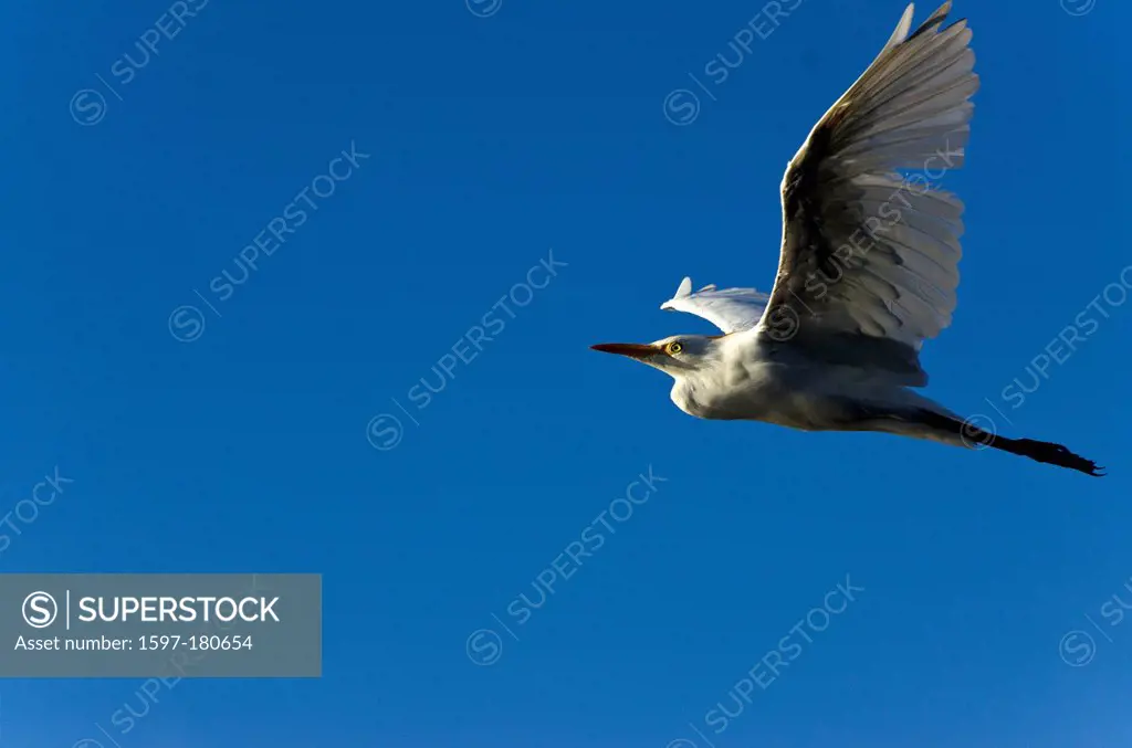 cattle egret, bubulcus ibis, egret, bird, flying