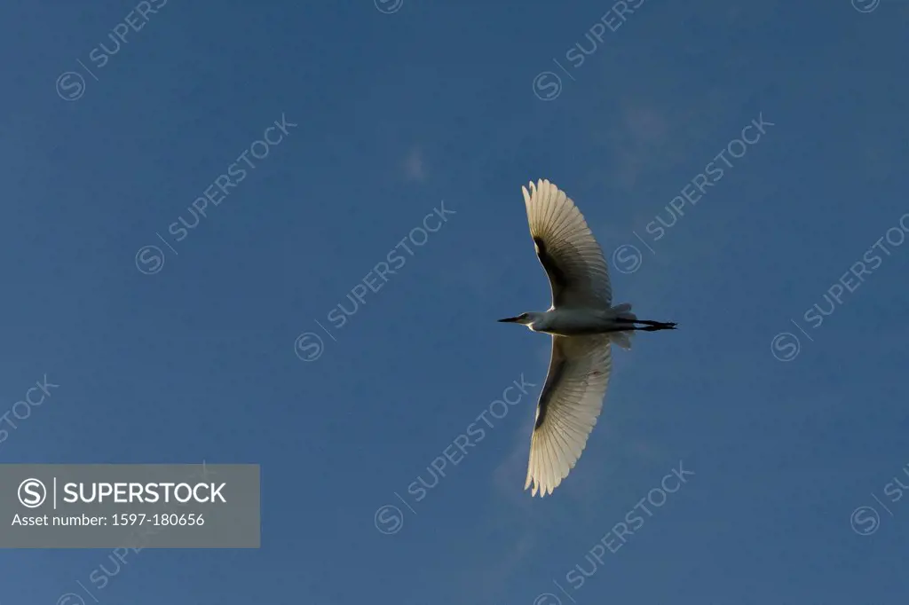cattle egret, bubulcus ibis, egret, bird, flying