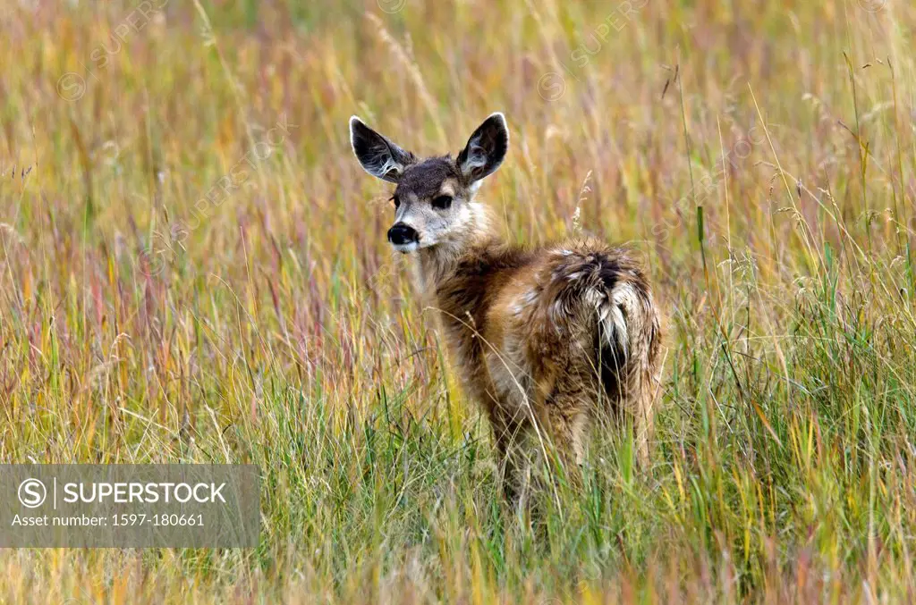 mule deer, odocoileus hemionus, Yukon, wildlife, preserve, Canada, deer, animal