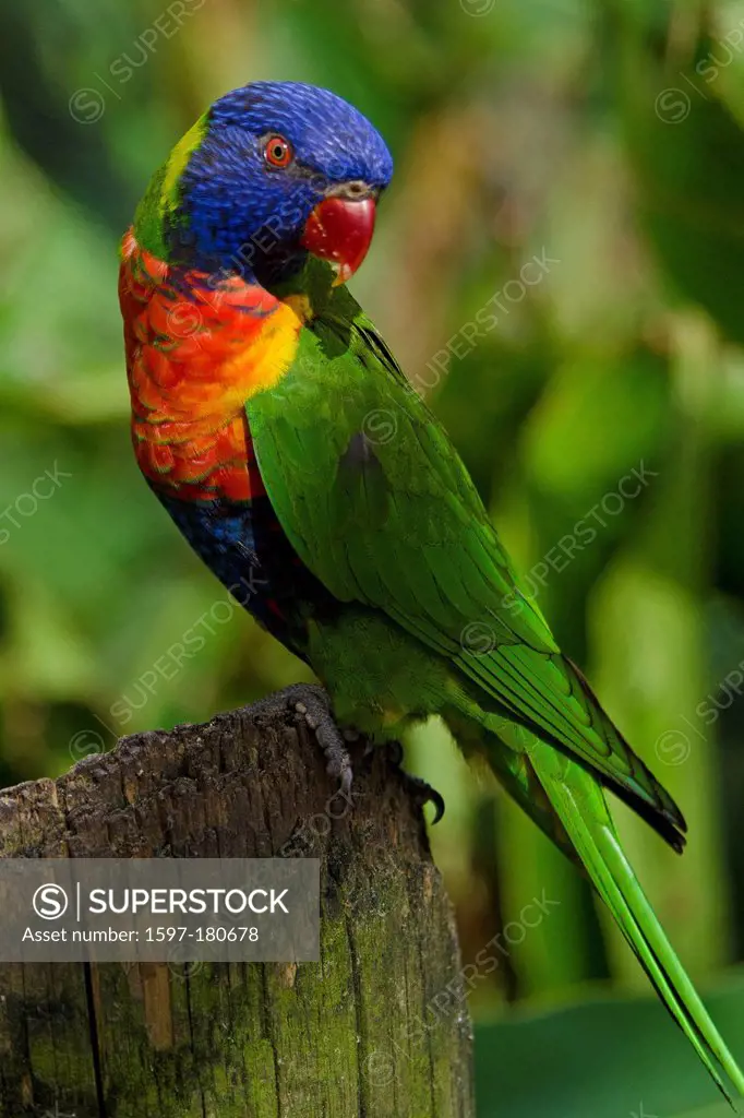 rainbow lorikeet, Trichoglossus haematodus, lorikeet, bird