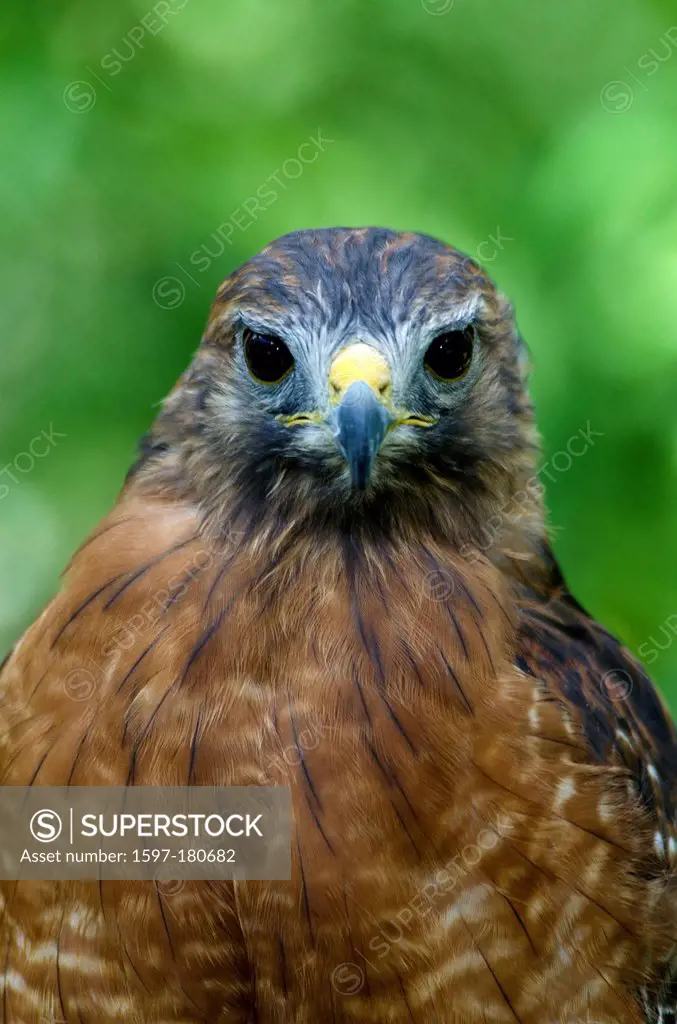 red, shouldered hawk, buteo lineatus, hawk, portrait