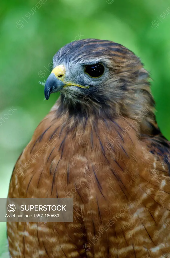 red, shouldered hawk, buteo lineatus, hawk, portrait