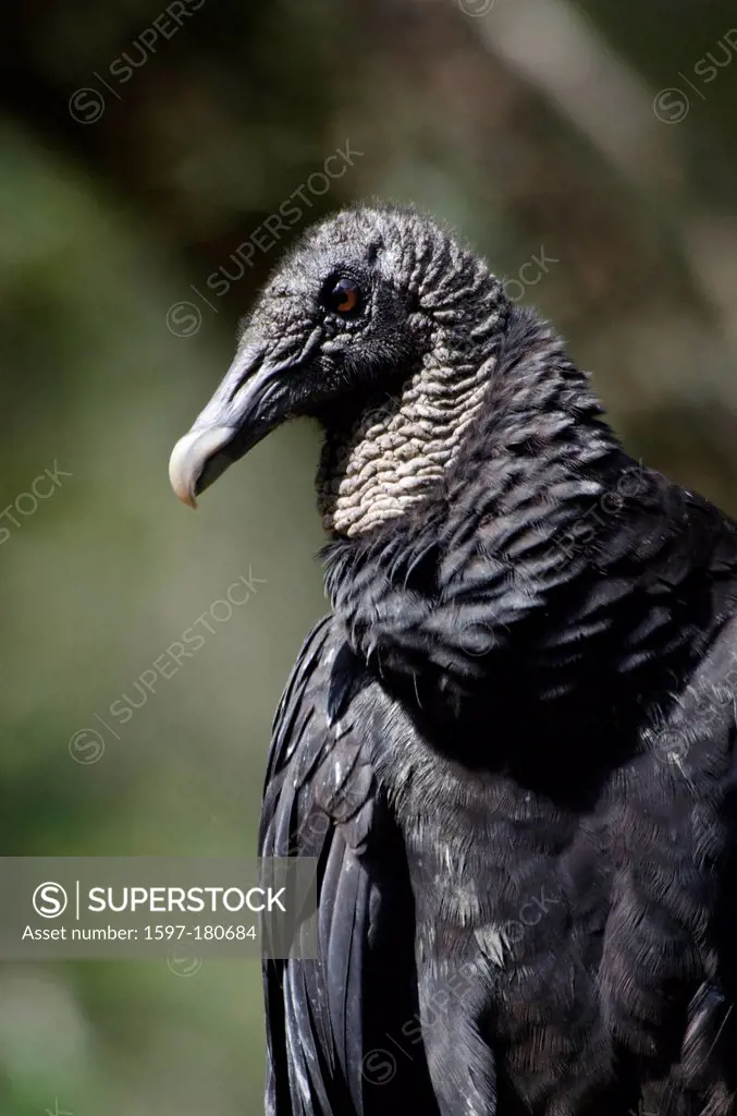 black vulture, coragyps atratus, vulture, bird, portrait