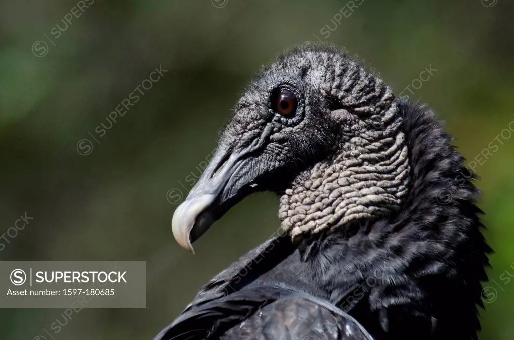 black vulture, coragyps atratus, vulture, bird, portrait