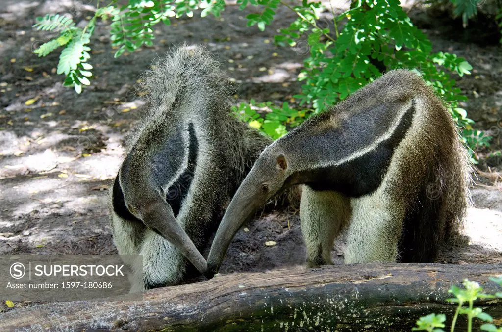 giant anteater, myrmecophaga tridactyla, anteater, animal