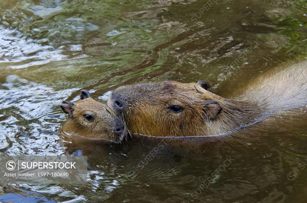 capybara, baby, hydrochoerus hydrochoerus, animal, young, rodent