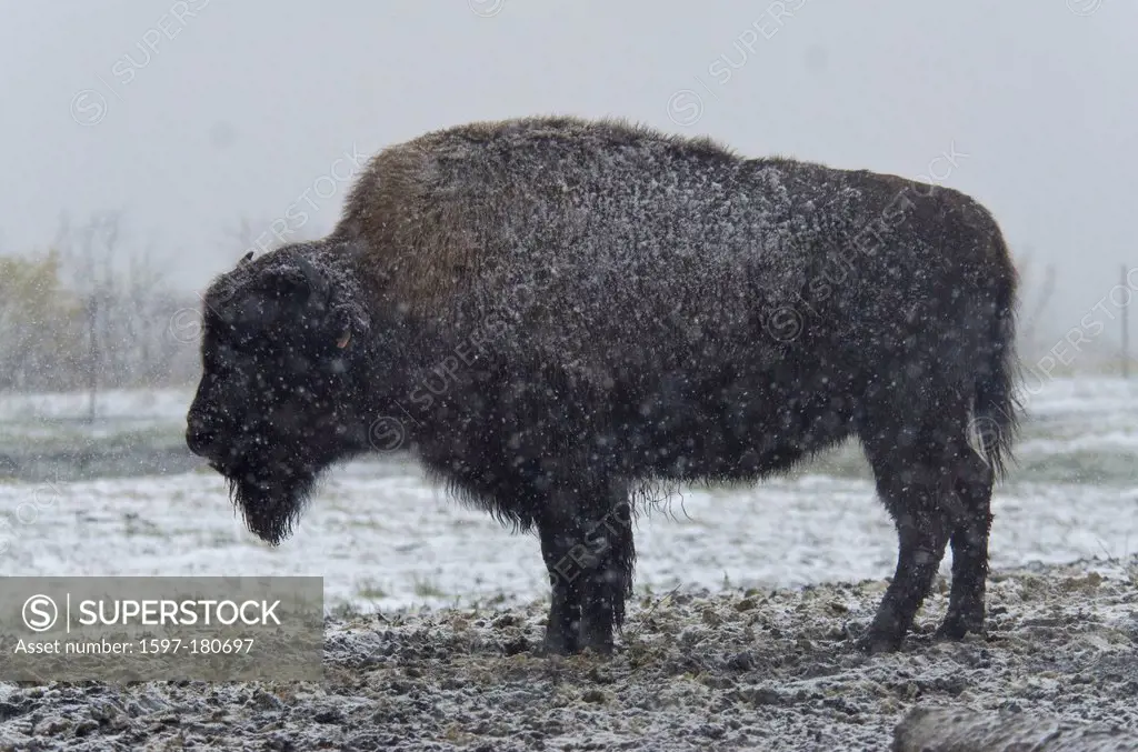 wood bison, bison bison athabascae, Alaska, wildlife, conservation, bison, animal, snow, USA
