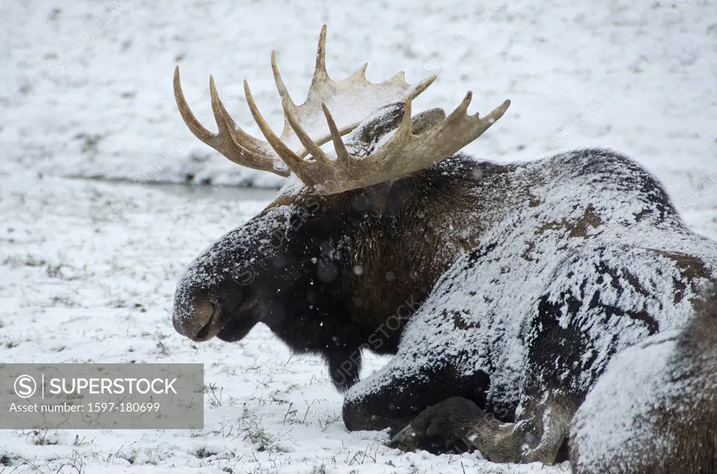 moose, alces alces, Alaska, animal, snow, USA