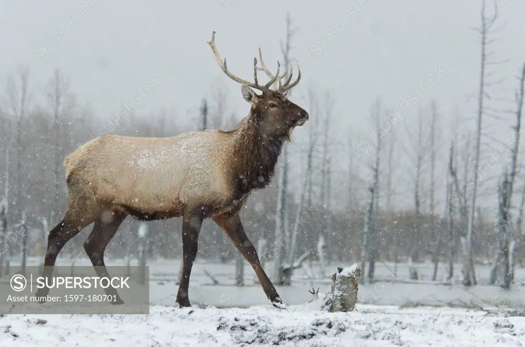 elk, cervus elaphus, animal, Alaska, wildlife, conservation center, USA, snow