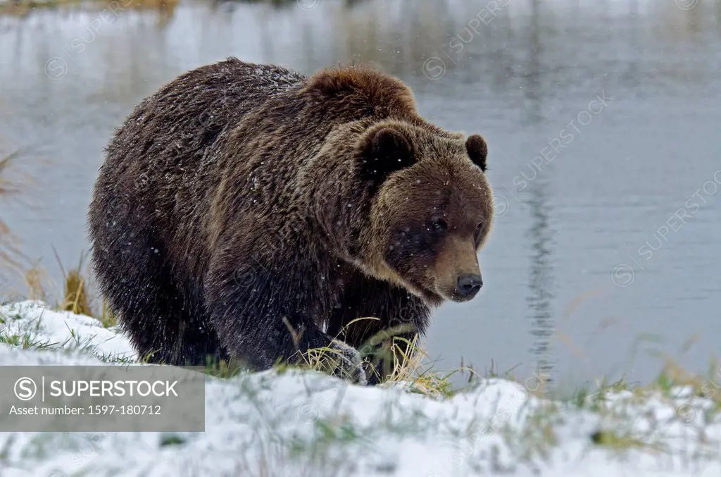 brown bear, ursus arctos, Alaska, bear, USA, animal, snow