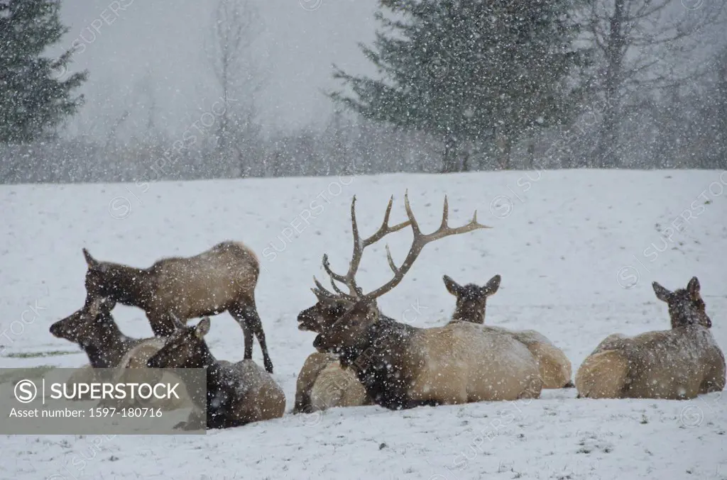 elk, cervus elaphus, animal, Alaska, wildlife, conservation center, USA,