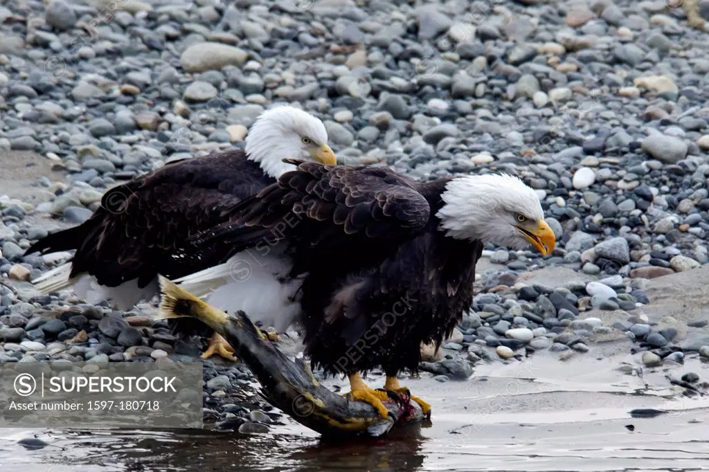 bald eagle, haliaeetus leucocephalus, chilkat, eagle, preserve, bird, USA, river