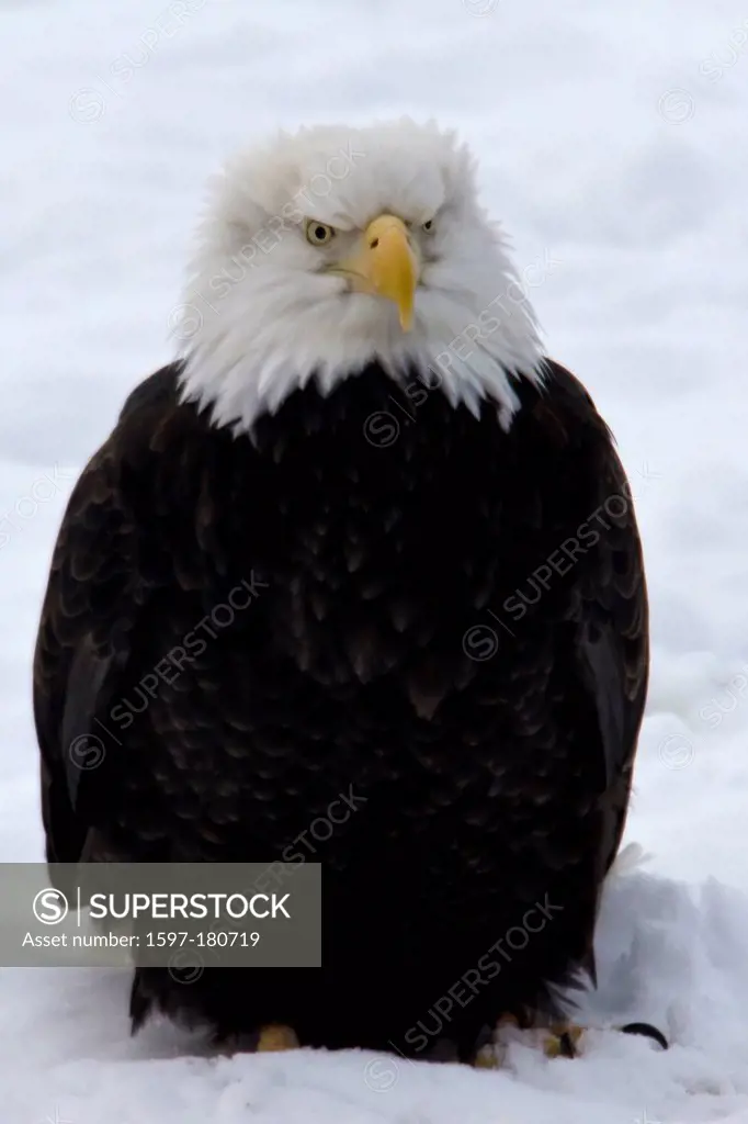 bald eagle, haliaeetus leucocephalus, chilkat, eagle, preserve, bird, USA, winter