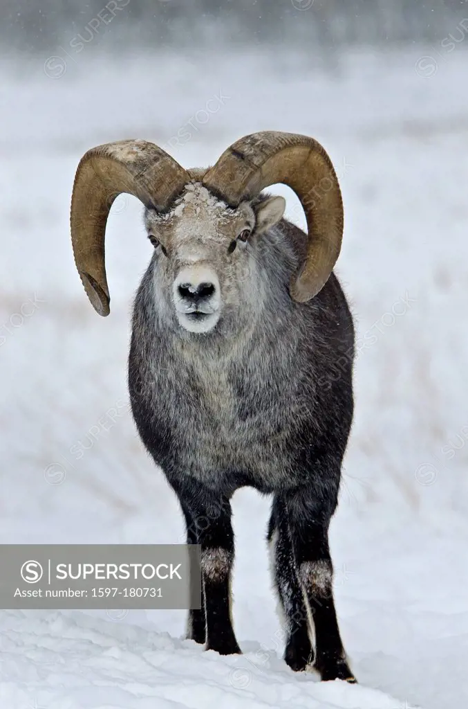 stone sheep, ovis dalli stonei, Yukon, wildlife, preserve, Canada, sheep, animal, Canada, winter
