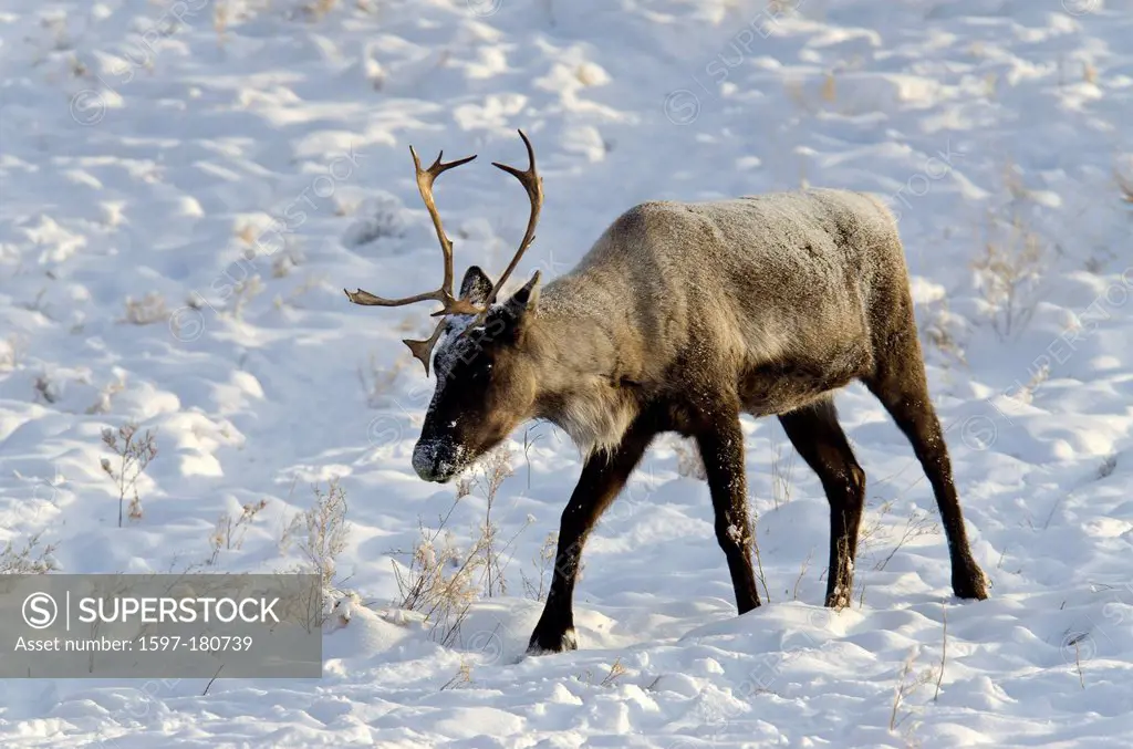 woodland caribou, rangifer tarandus caribou, Yukon, wildlife, preserve, Canada, winter