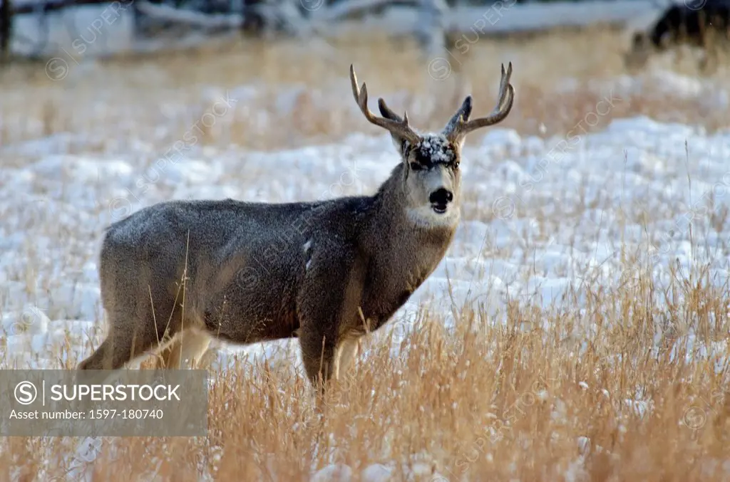 mule deer, odocoileus hemionus, Yukon, wildlife, preserve, Canada, winter