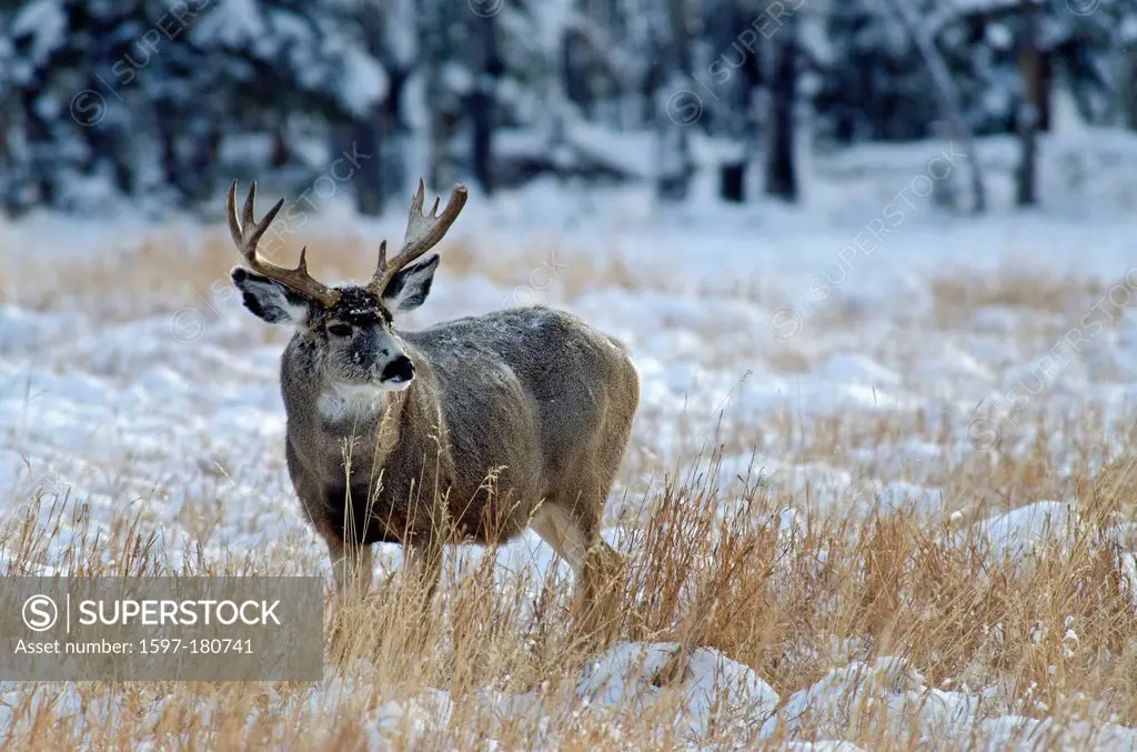 mule deer, odocoileus hemionus, Yukon, wildlife, preserve, Canada, winter