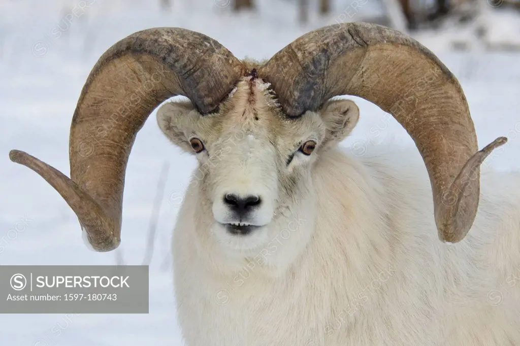 dall sheep, ovis dalli, Yukon, wildlife, preserve, Canada, sheep, animal, winter