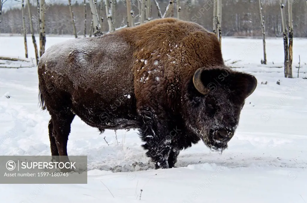 wood bison, bison bison athabascae, Yukon, Canada, bison, winter, animal