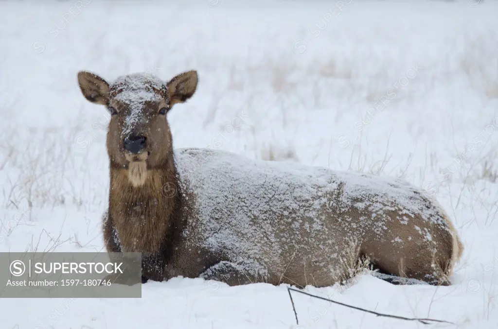 elk, cervus elaphus, Yukon, wildlife, preserve, Canada, animal, winter