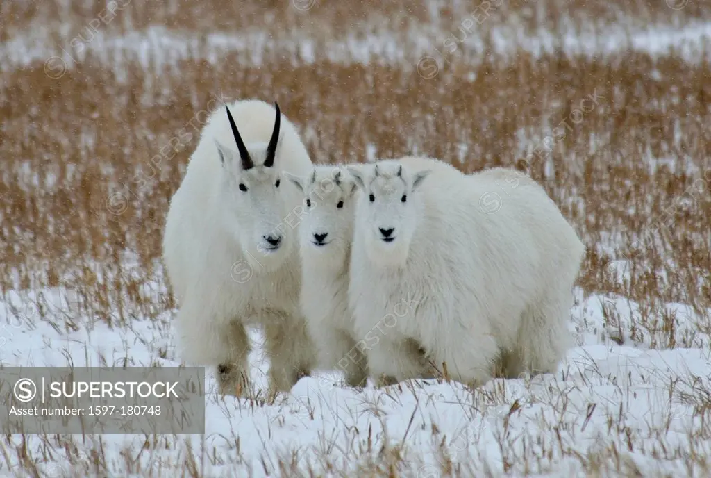 mountain goats, oreamnos americanus, Yukon, Canada, goats, animal, winter